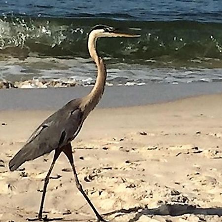 Phoenix Gulf Shores 1203 By Bender Vacation Rentals Buitenkant foto