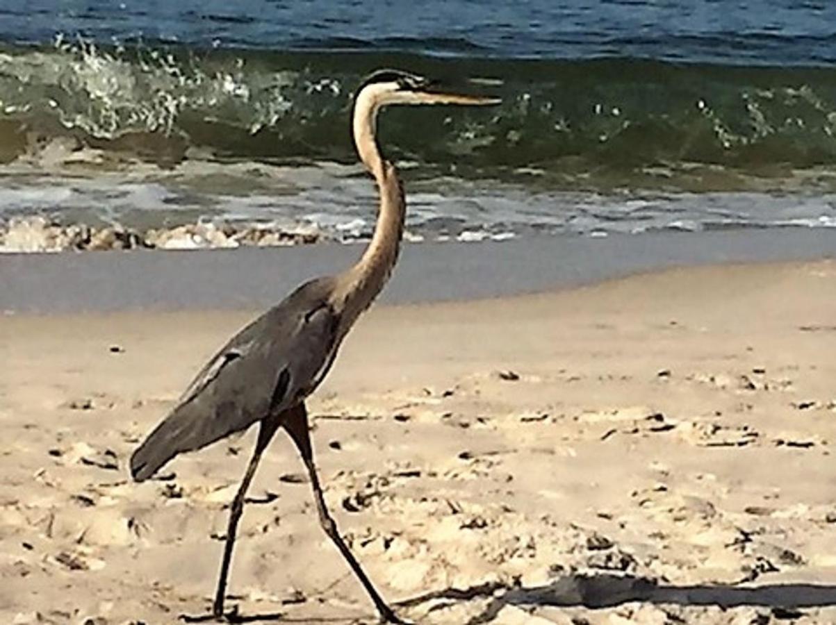 Phoenix Gulf Shores 1203 By Bender Vacation Rentals Buitenkant foto